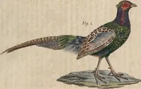 Picture 142 of 155 from (Band 11) (1824), leaf 267