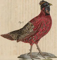 Picture 143 of 155 from (Band 11) (1824), leaf 267