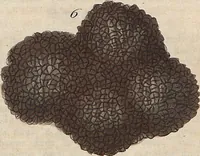 Picture 144 of 155 from (Band 11) (1824), leaf 273