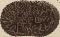 Picture 145 of 155 from (Band 11) (1824), leaf 273