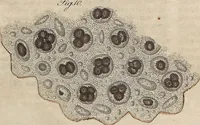 Picture 146 of 155 from (Band 11) (1824), leaf 273