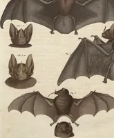 Picture 148 of 155 from (Band 11) (1824), leaf 282