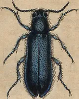 Picture 18 of 155 from (Band 11) (1824), leaf 37