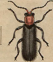 Picture 19 of 155 from (Band 11) (1824), leaf 37