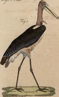 Picture 24 of 155 from (Band 11) (1824), leaf 49
