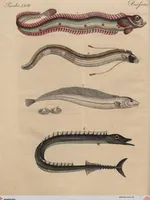 Picture 28 of 155 from (Band 11) (1824), leaf 52