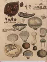 Picture 29 of 155 from (Band 11) (1824), leaf 55