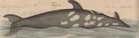 Picture 31 of 155 from (Band 11) (1824), leaf 64
