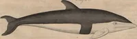 Picture 33 of 155 from (Band 11) (1824), leaf 64