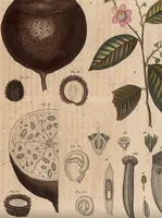 Picture 42 of 155 from (Band 11) (1824), leaf 82