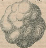 Picture 43 of 155 from (Band 11) (1824), leaf 85