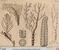 Picture 48 of 155 from (Band 11) (1824), leaf 94