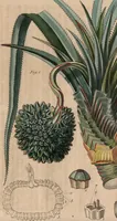 Picture 50 of 155 from (Band 11) (1824), leaf 97