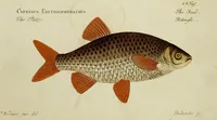 An illustration from (Tafeln) (1784)