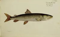 An illustration from (Tafeln) (1784)