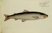 An illustration from (Tafeln) (1784)