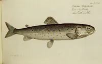 An illustration from (Tafeln) (1784)