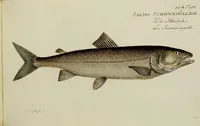 An illustration from (Tafeln) (1784)