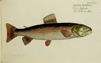An illustration from (Tafeln) (1784)