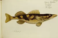 An illustration from (Tafeln) (1784)
