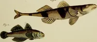 An illustration from (Tafeln) (1784)