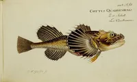 An illustration from (Tafeln) (1784)