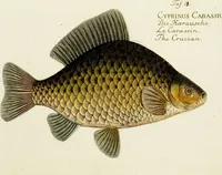 An illustration from (Tafeln) (1784)
