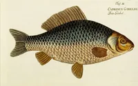 An illustration from (Tafeln) (1784)