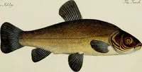 An illustration from (Tafeln) (1784)
