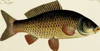 An illustration from (Tafeln) (1784)