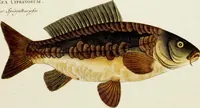 An illustration from (Tafeln) (1784)
