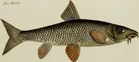 An illustration from (Tafeln) (1784)