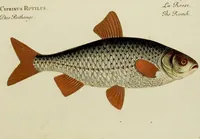 Picture 2 of 90 from (Tafeln) (1784), leaf 2