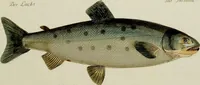 An illustration from (Tafeln) (1784)
