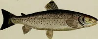 An illustration from (Tafeln) (1784)