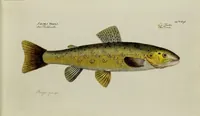 An illustration from (Tafeln) (1784)