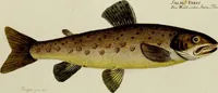 Picture 22 of 90 from (Tafeln) (1784), leaf 23