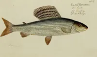 An illustration from (Tafeln) (1784)