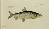 Picture 24 of 90 from (Tafeln) (1784), leaf 25