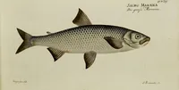 An illustration from (Tafeln) (1784)