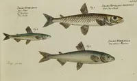 An illustration from (Tafeln) (1784)