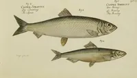 An illustration from (Tafeln) (1784)