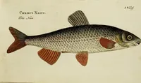 Picture 3 of 90 from (Tafeln) (1784), leaf 3