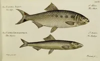An illustration from (Tafeln) (1784)