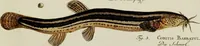 An illustration from (Tafeln) (1784)