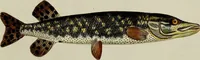 An illustration from (Tafeln) (1784)