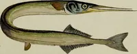 An illustration from (Tafeln) (1784)