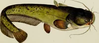An illustration from (Tafeln) (1784)