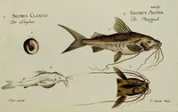 An illustration from (Tafeln) (1784)