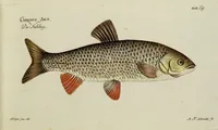 An illustration from (Tafeln) (1784)